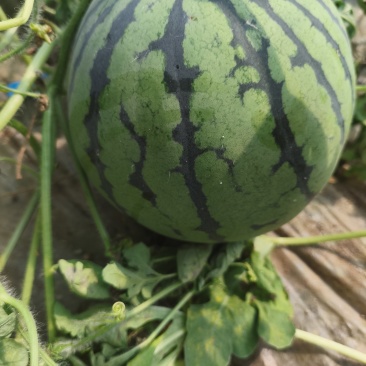 夏邑县无籽美都