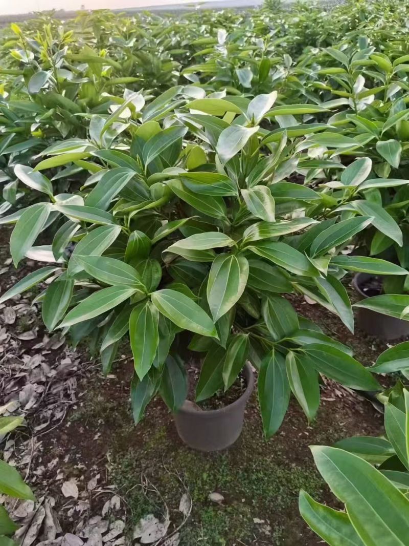 成都精品平安树批发基地直销
