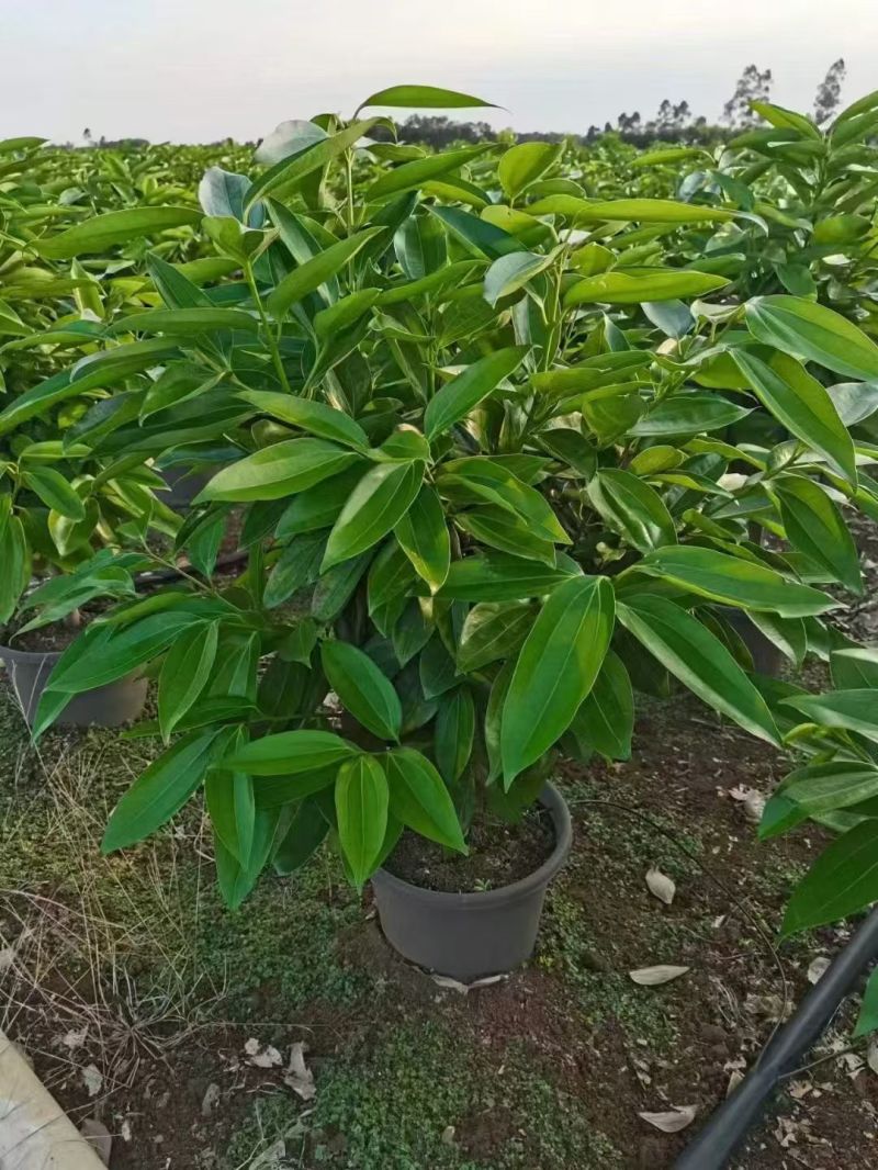 成都精品平安树批发基地直销