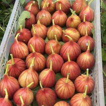 无花果