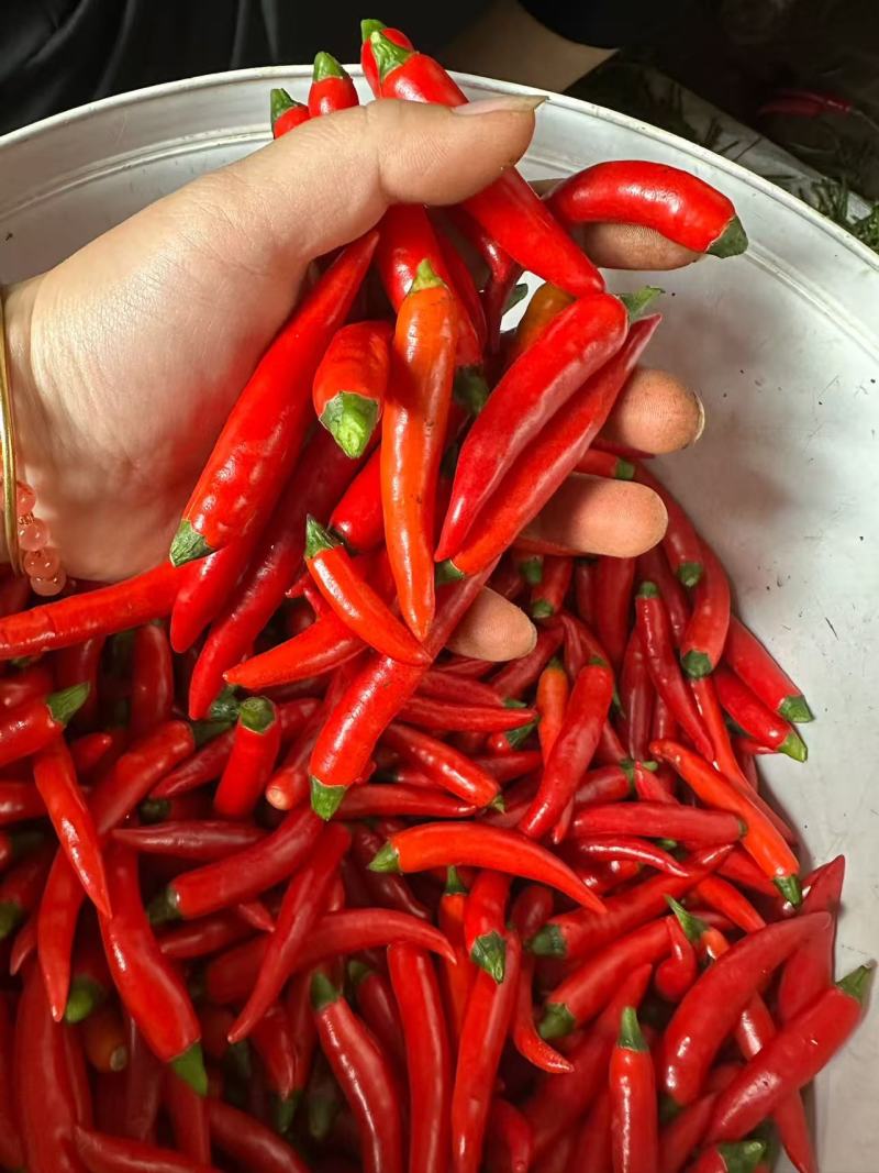 小米椒工厂泡椒货。大量供应工厂货。