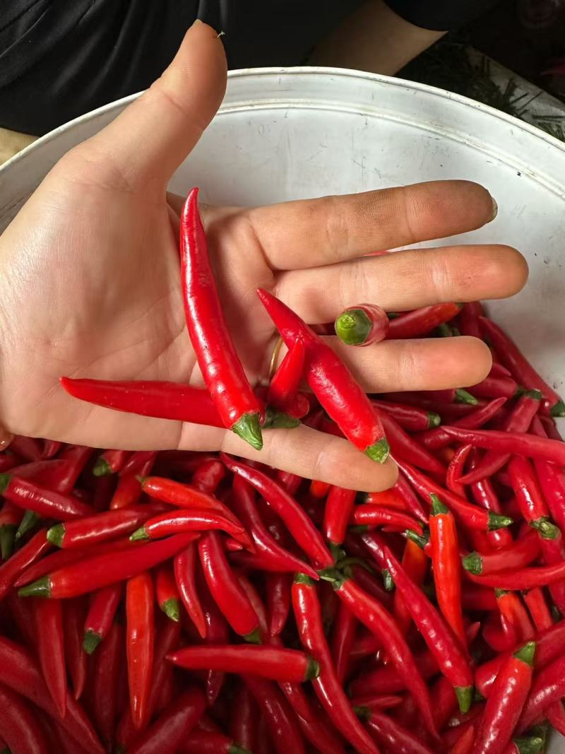 小米椒工厂泡椒货。大量供应工厂货。