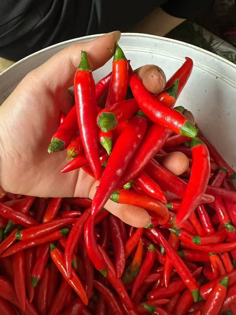 小米椒工厂泡椒货。大量供应工厂货。