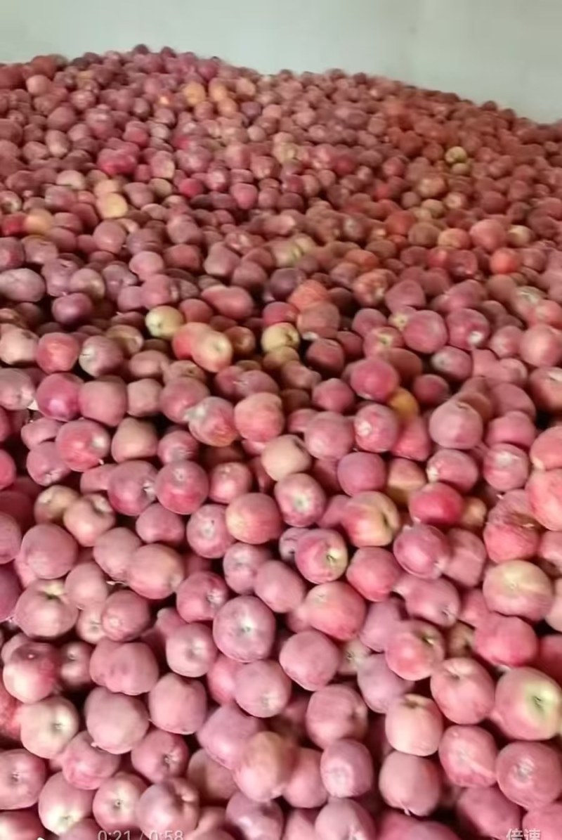 靖远苹果