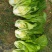 芥菜大量供应市场。工厂货。