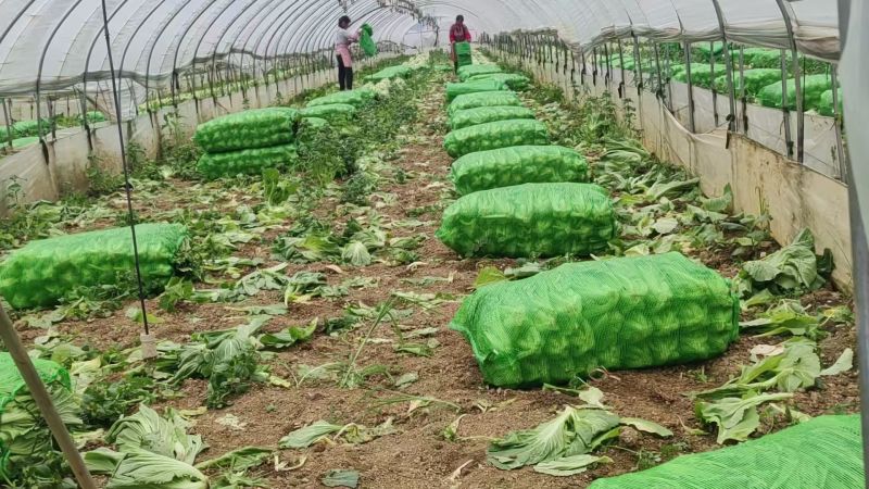 芥菜大量供应市场。工厂货。