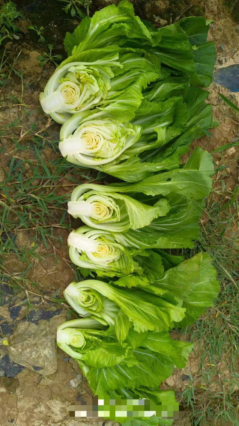 芥菜大量供应市场。工厂货。
