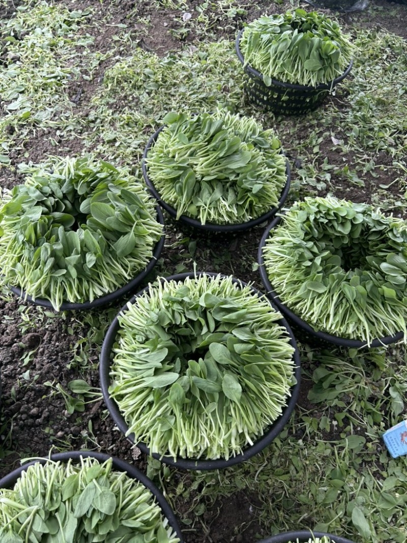 鸡毛菜