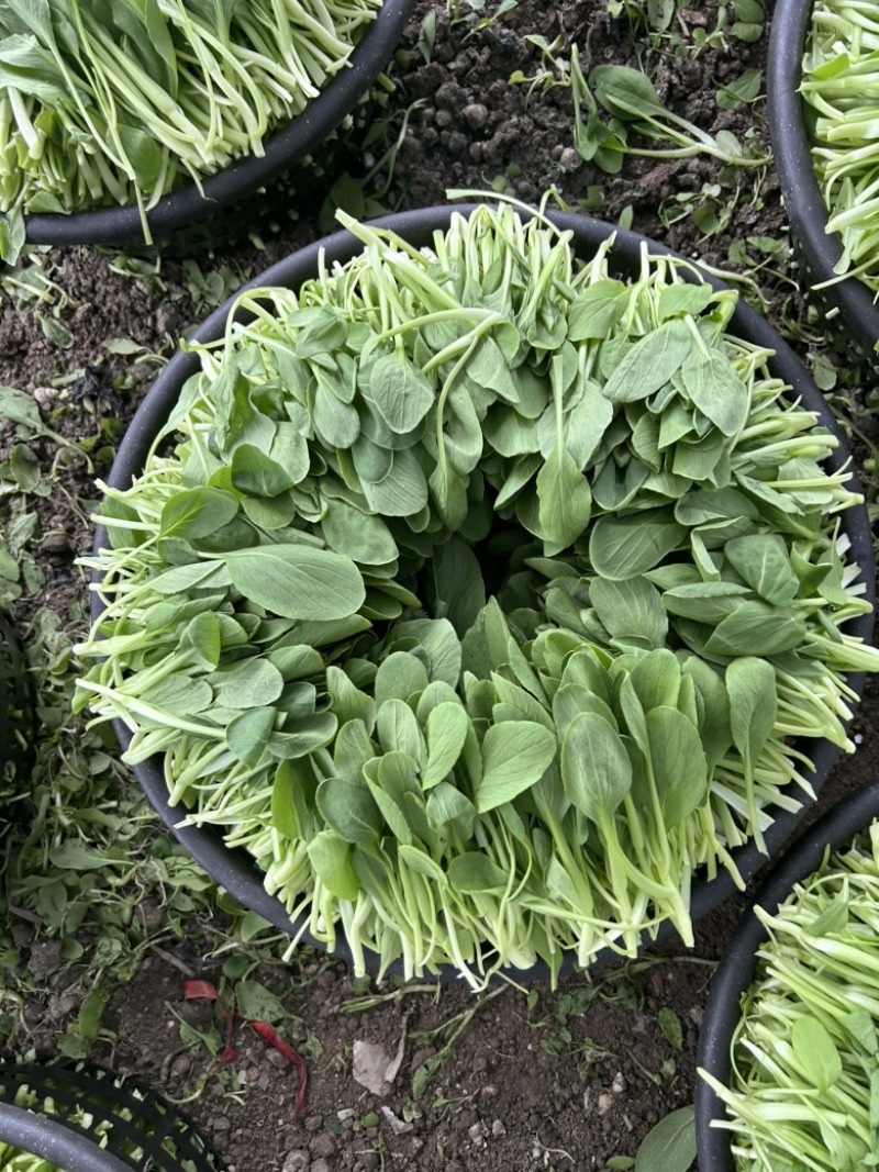 鸡毛菜