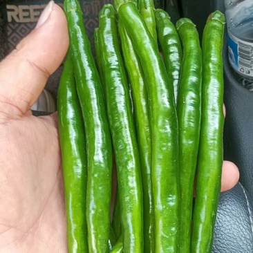 3青线椒。大量供应市场。工厂剁椒打酱烧椒酱。泡椒