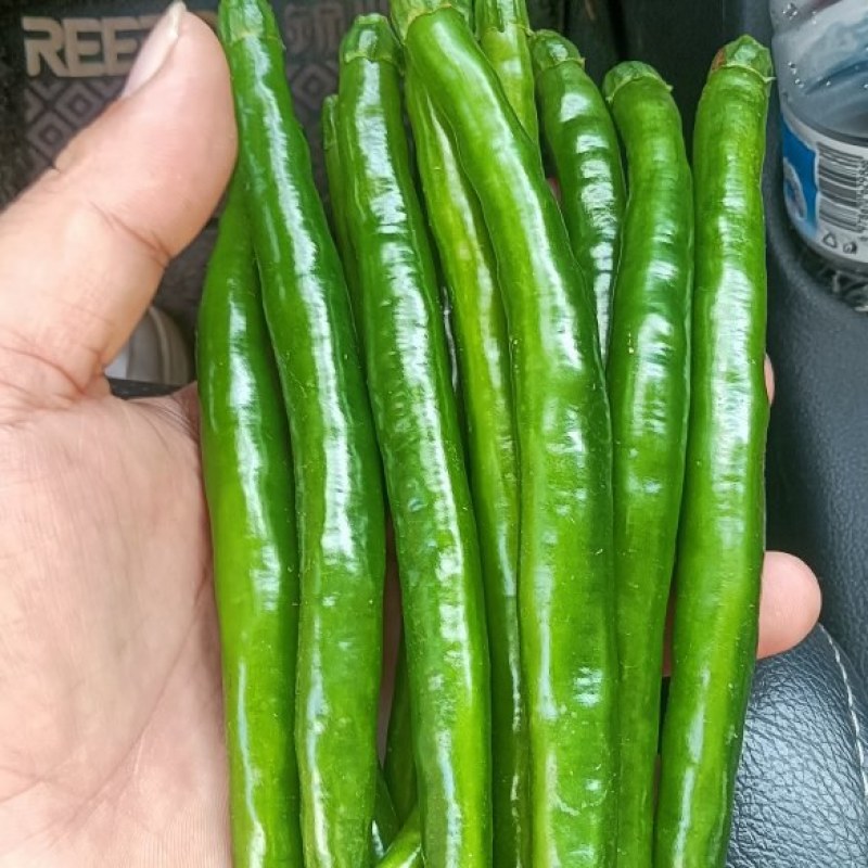 3青线椒。大量供应市场。工厂剁椒打酱烧椒酱。泡椒