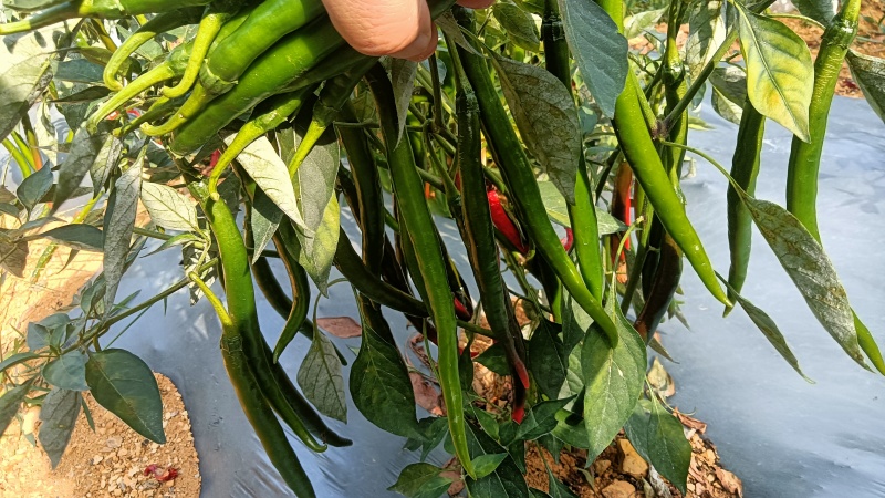 3青线椒。大量供应市场。工厂剁椒打酱烧椒酱。泡椒