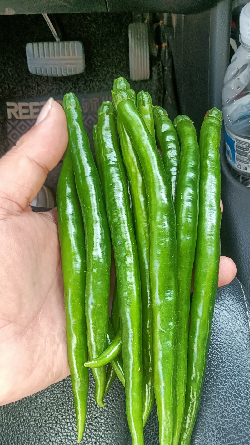 3青线椒。大量供应市场。工厂剁椒打酱烧椒酱。泡椒