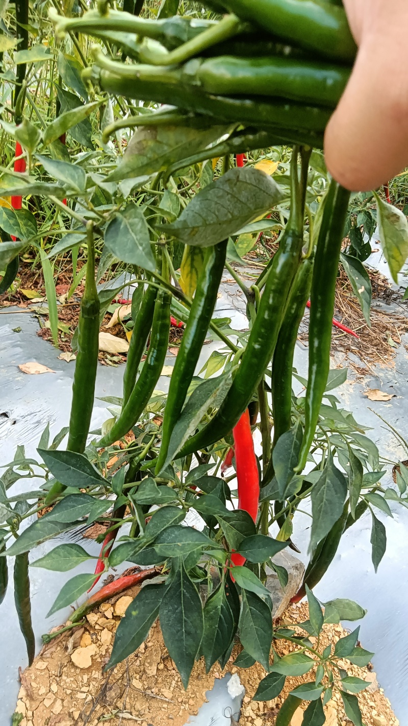3青线椒。大量供应市场。工厂剁椒打酱烧椒酱。泡椒