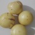 人生果