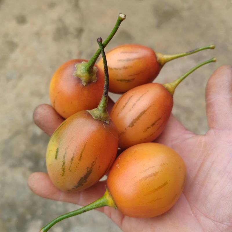 树番茄