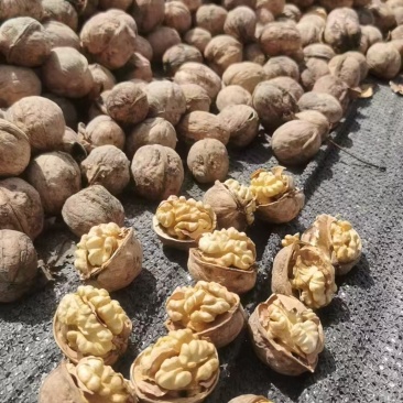 新疆阿克苏185薄皮核桃原地产品直发干果