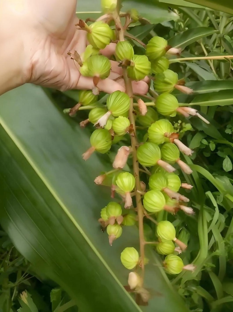 香砂仁
