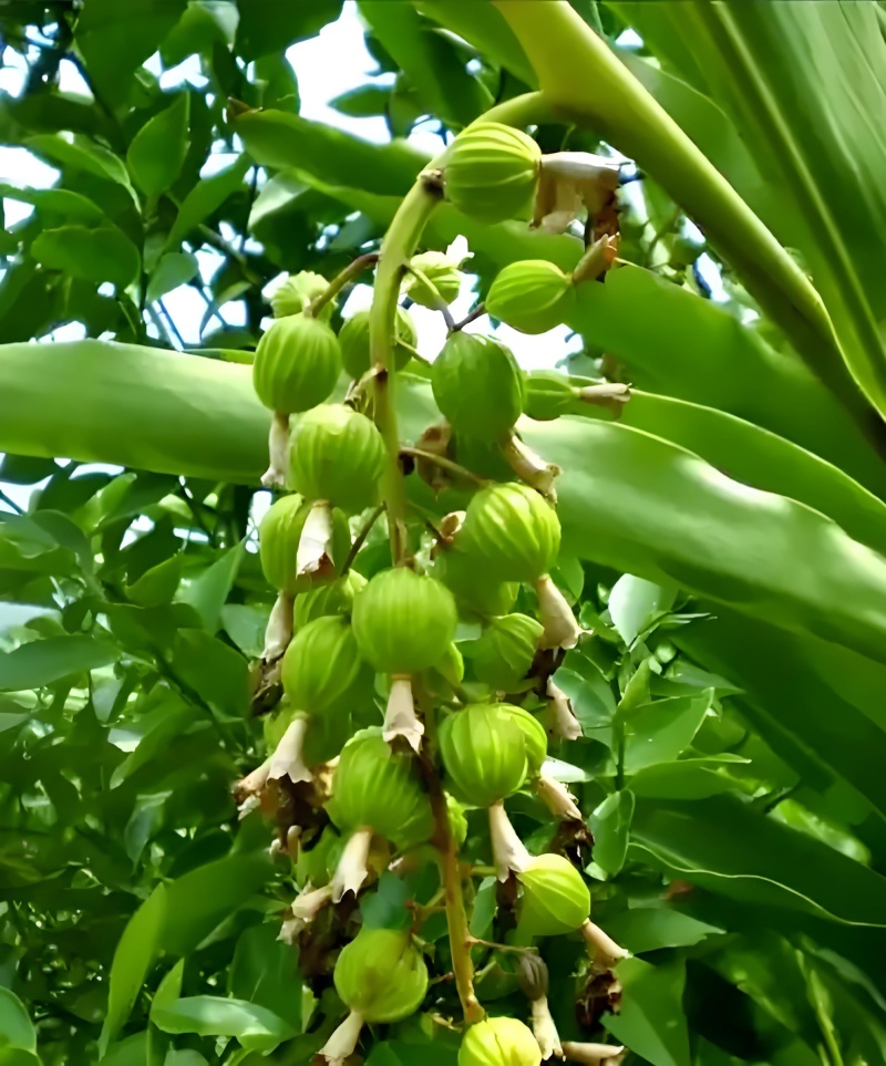 香砂仁