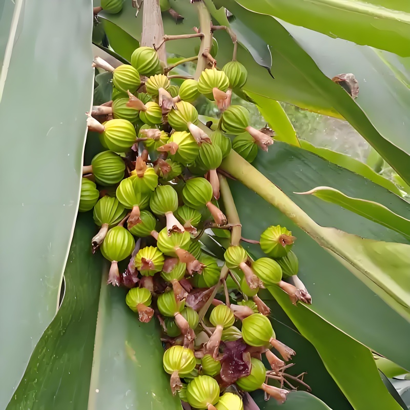 香砂仁