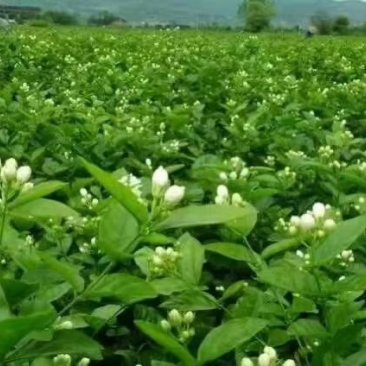 自家茶厂做的花茶