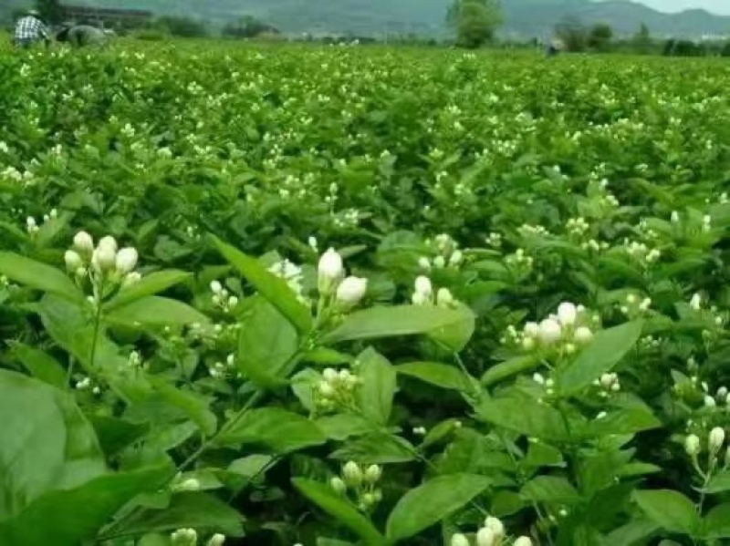 自家茶厂做的花茶