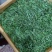 自家茶厂做的花茶