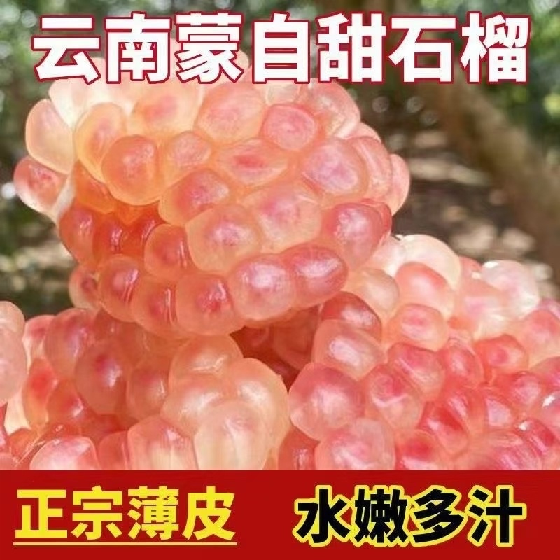 云南蒙自老树石榴，每天新鲜现摘现发