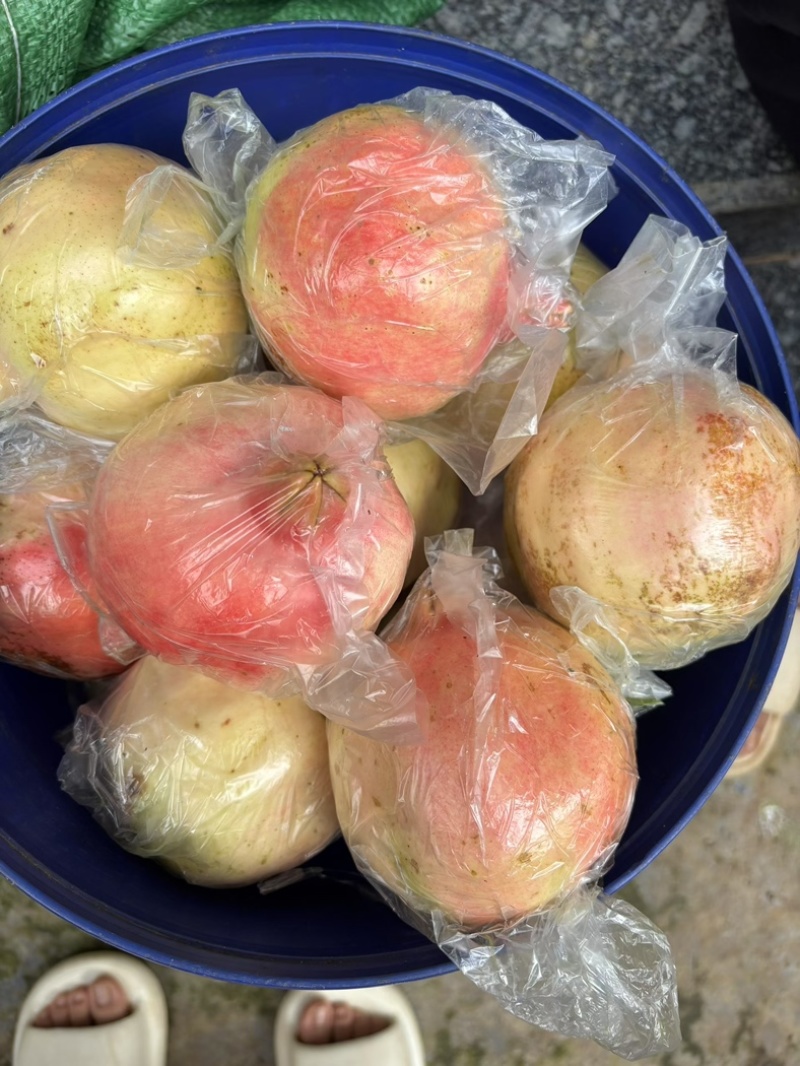 云南蒙自老树石榴，每天新鲜现摘现发