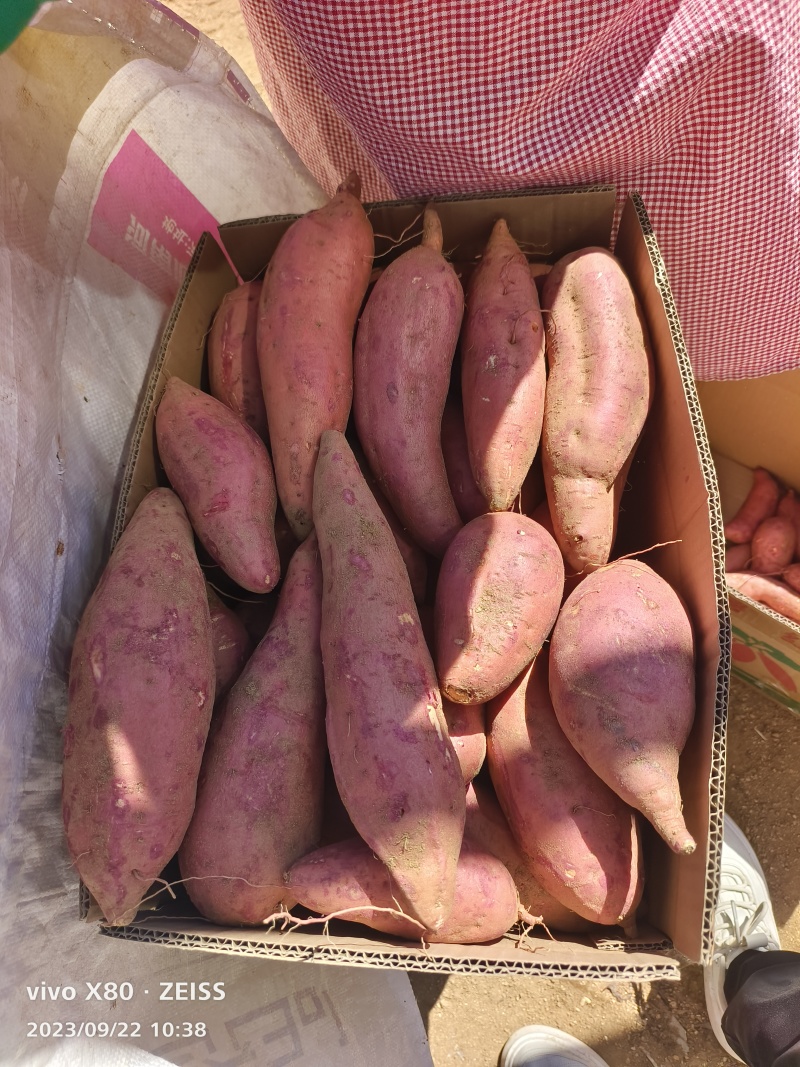 鲁南丘岭西瓜红