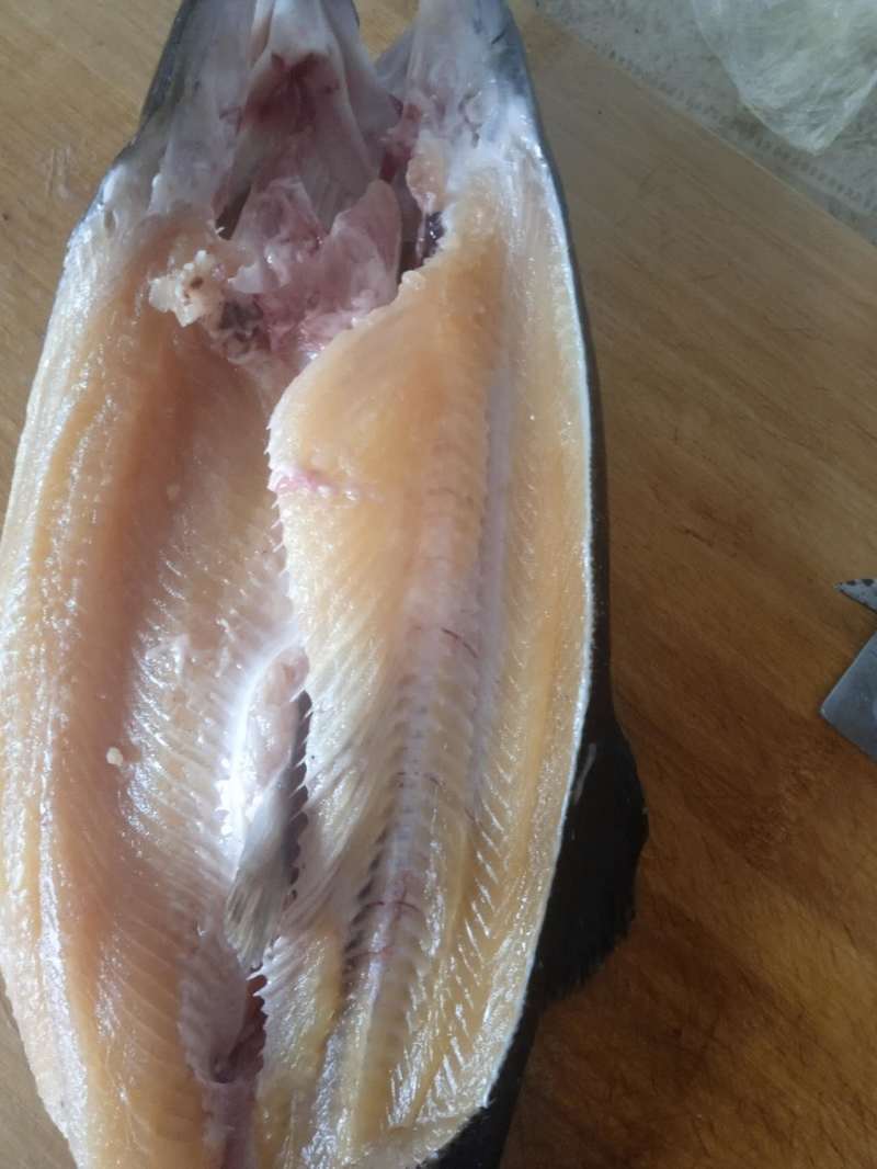 甘肃金昌大量鲑鱼虹鳟鱼七彩鲑金鳟鱼大量上市实力商家选购