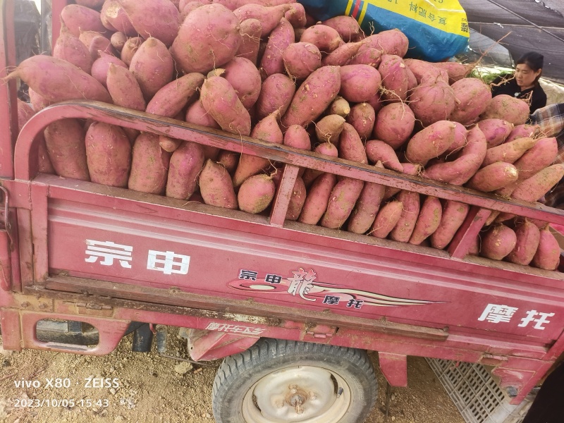 鲁南丘岭西瓜红