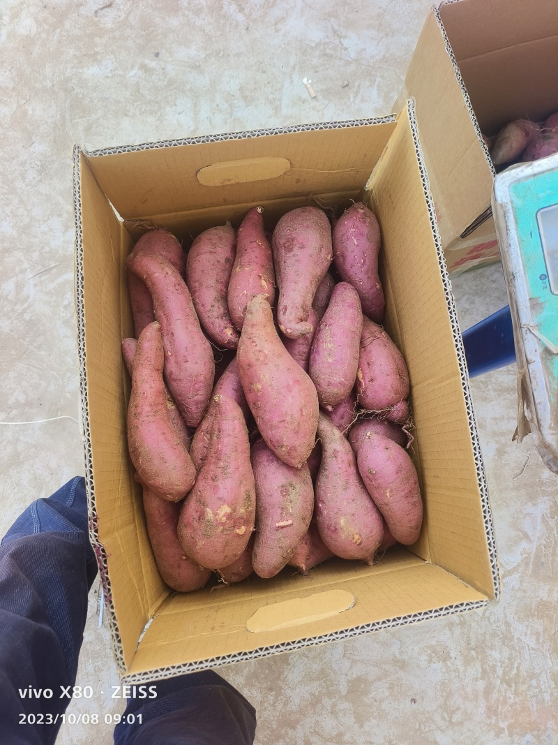 鲁南丘岭西瓜红