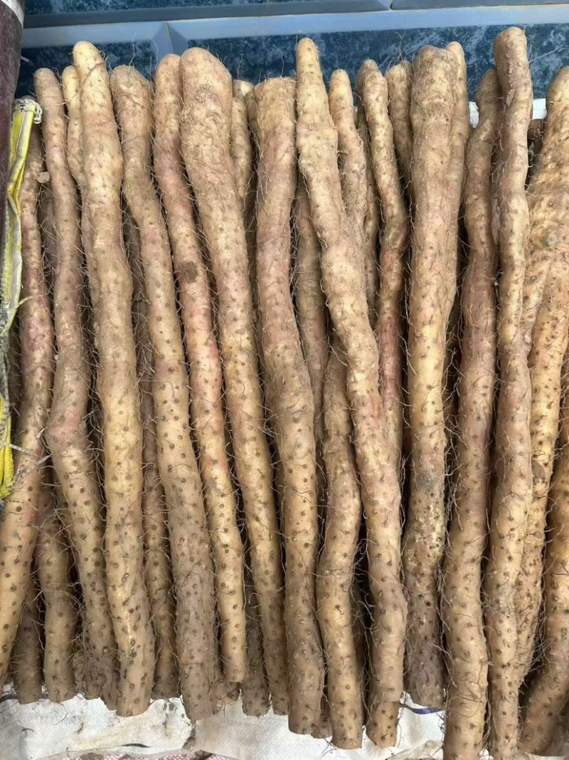 新鲜怀山药正宗焦作垆土山药温县产地发货散装盒子装铁棍山药