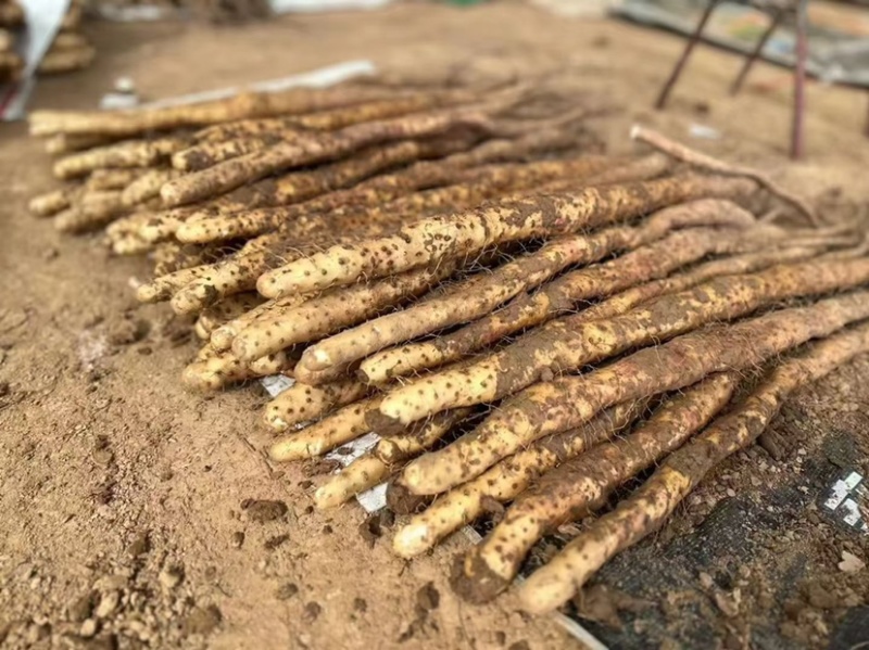 新鲜怀山药正宗焦作垆土山药温县产地发货散装盒子装铁棍山药