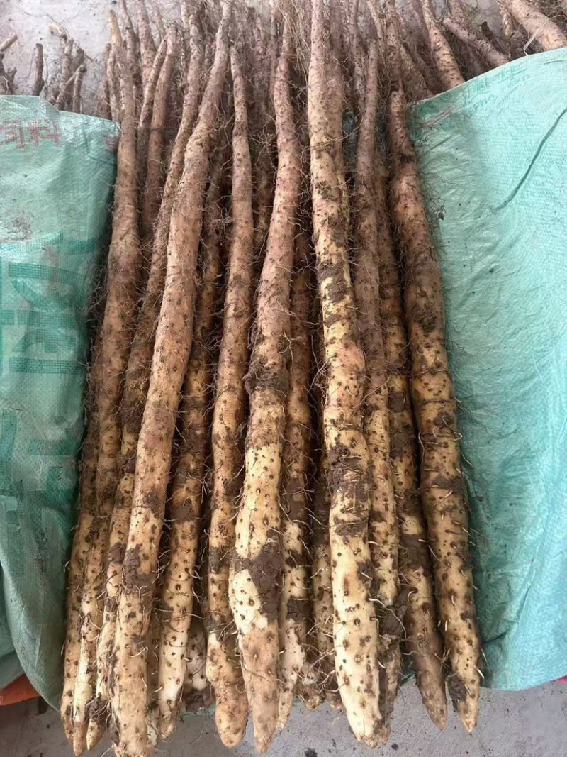 新鲜怀山药正宗焦作垆土山药温县产地发货散装盒子装铁棍山药