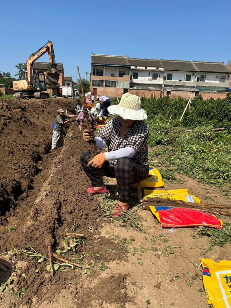 新鲜怀山药正宗焦作垆土山药温县产地发货散装盒子装铁棍山药