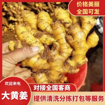 精选大黄姜山东产地直发带泥/水洗/风干/窖藏按需加工
