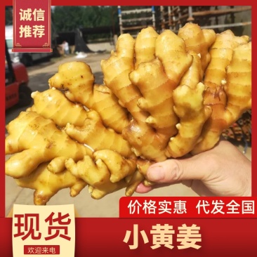 精品小黄姜窖藏沙土水洗对接电商市场商超量大从优