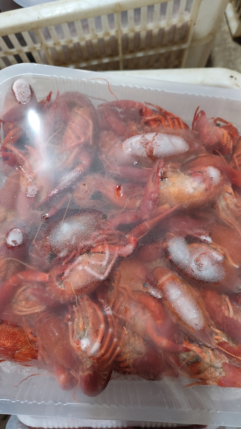 【麻辣小龙虾】液氮清水虾价格详谈每日行情波动1-2元