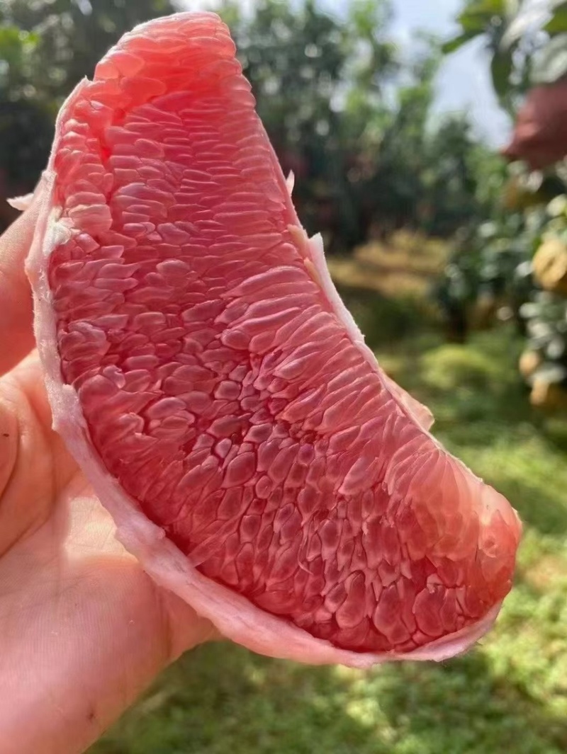 【🍊咬一口就爆汁！这颗“蜜柚甜过初恋！💖】