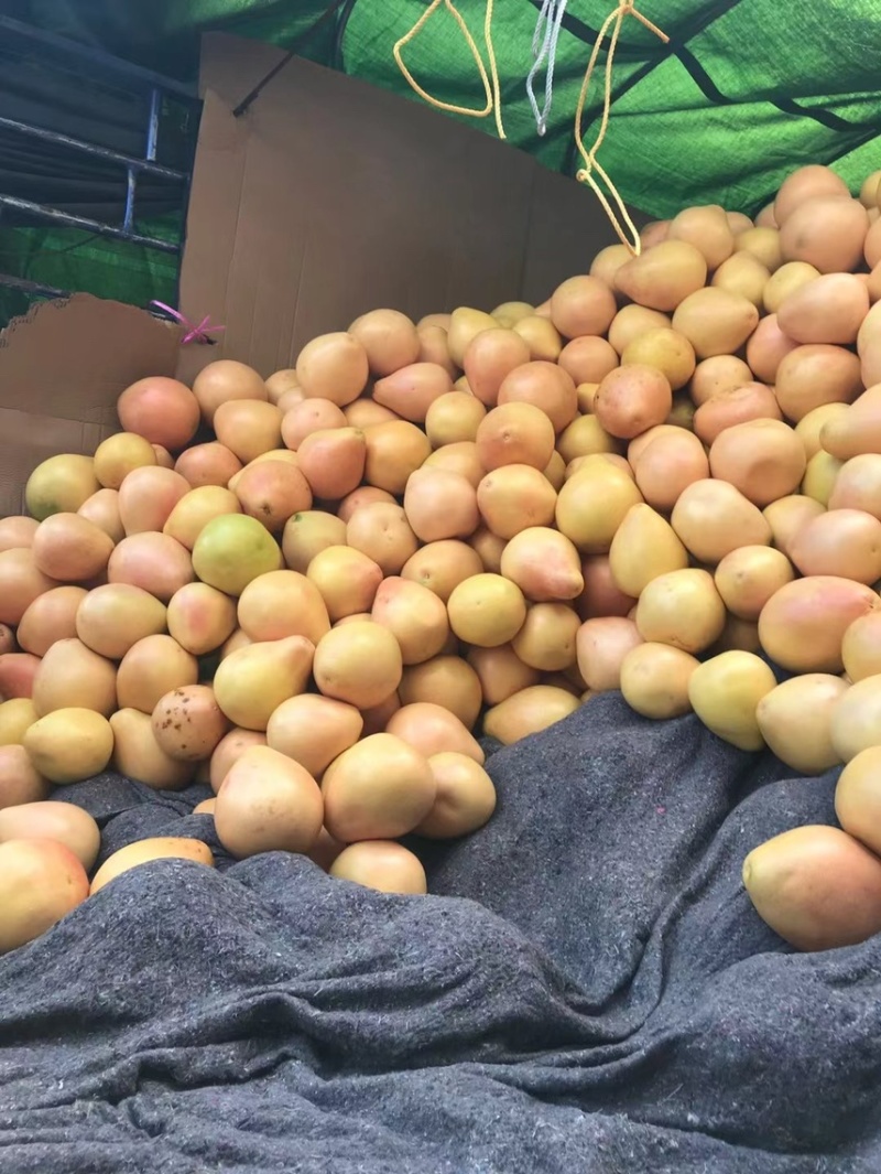【🍊咬一口就爆汁！这颗“蜜柚甜过初恋！💖】