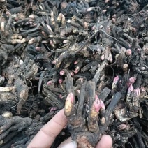 安徽白芍种苗根粗苗壮白芍种苗/高产量耐旱长期供应随时有货