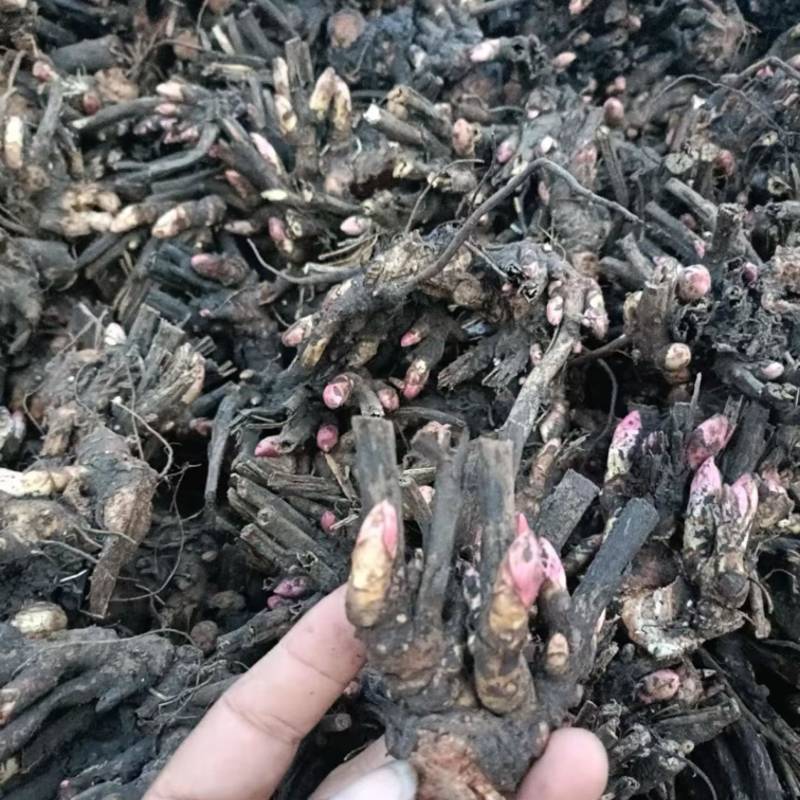安徽白芍种苗根粗苗壮白芍种苗/高产量耐旱长期供应随时有货