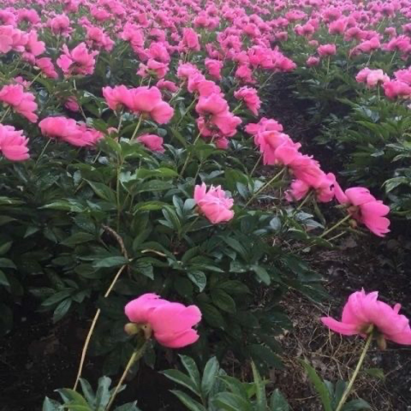 安徽白芍种苗根粗苗壮白芍种苗/高产量耐旱长期供应随时有货
