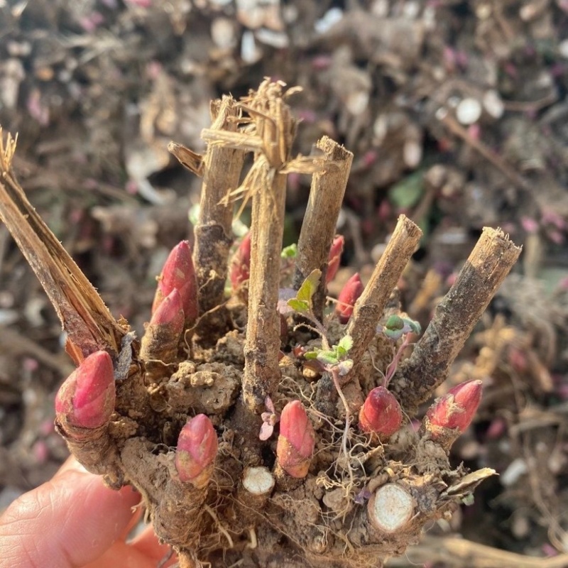 安徽白芍种苗根粗苗壮白芍种苗/高产量耐旱长期供应随时有货