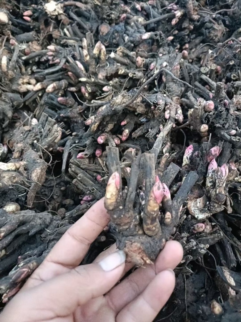 安徽白芍种苗根粗苗壮白芍种苗/高产量耐旱长期供应随时有货