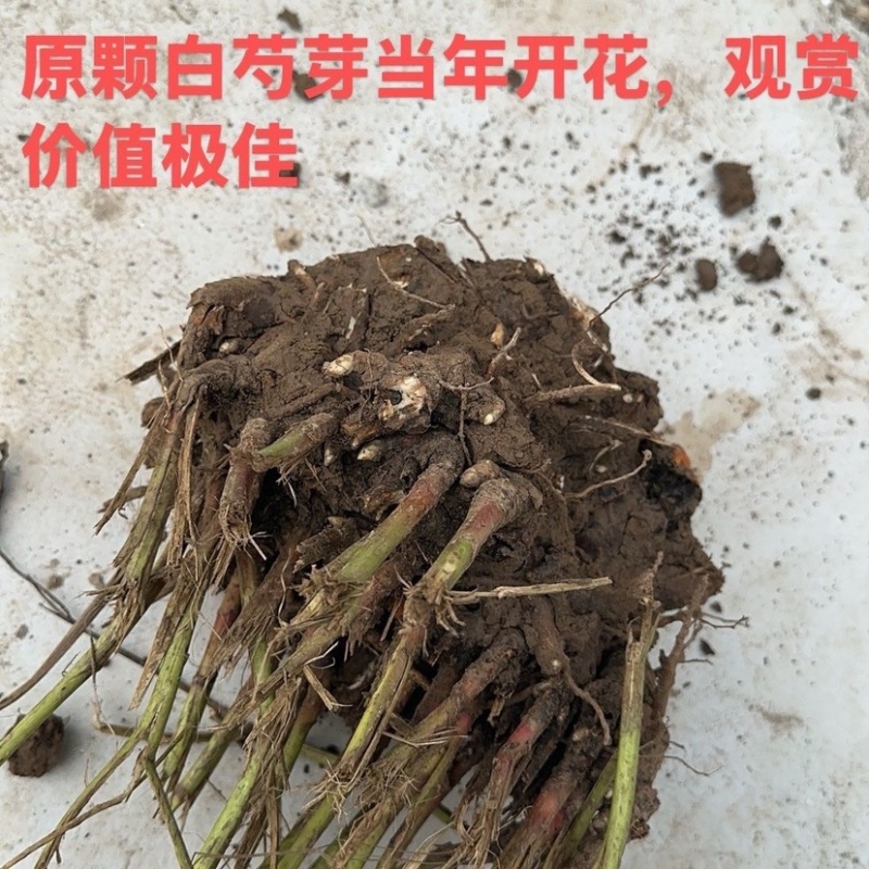 安徽白芍种苗根粗苗壮白芍种苗/高产量耐旱长期供应随时有货