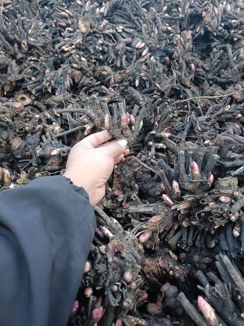 安徽白芍种苗根粗苗壮白芍种苗/高产量耐旱长期供应随时有货