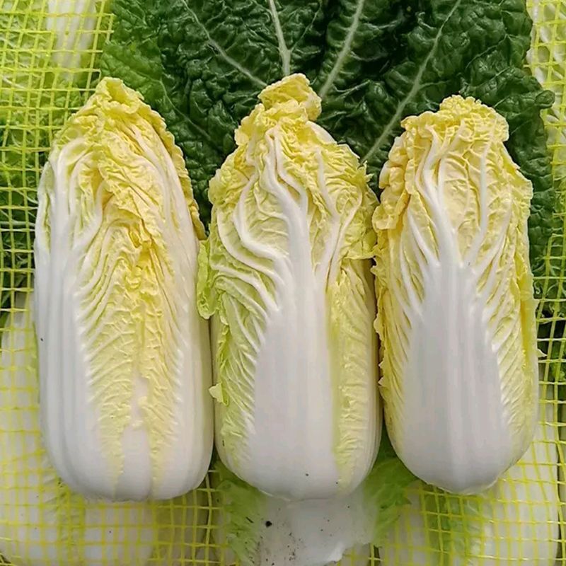 金吉利娃娃菜种子叠抱直筒春秋播黄心大小白菜外叶绿心叶嫩黄